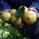 Colheita de bergamota, em Reggio di Calabria