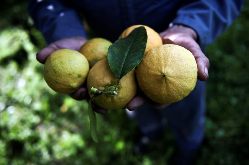 Colheita de bergamota, em Reggio di Calabria