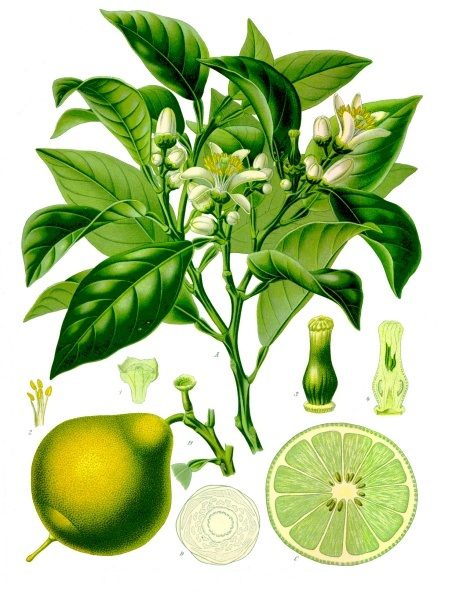 imagem de bergamota, o fruto a partir do qual se extrai óleo essencial de bergamota