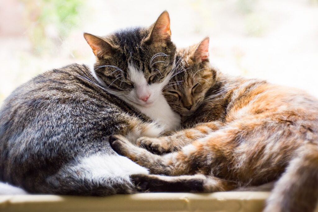 Dois gatos aconchegados