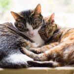 Dois gatos aconchegados