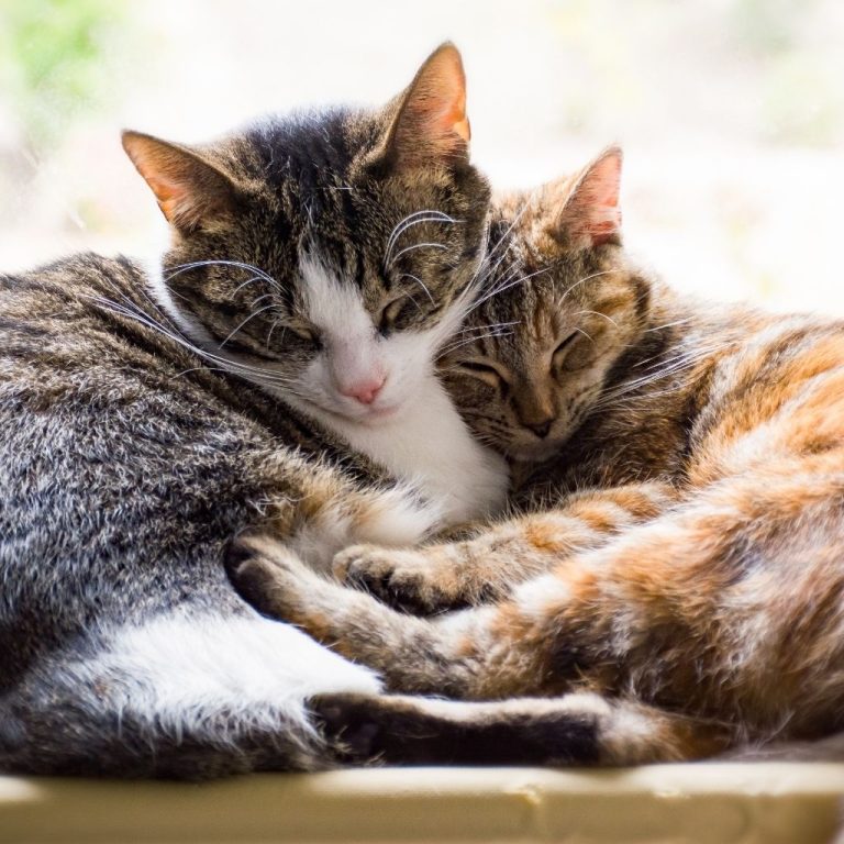 Dois gatos aconchegados